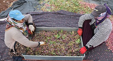 Fıstık hasadından kadrajlar!