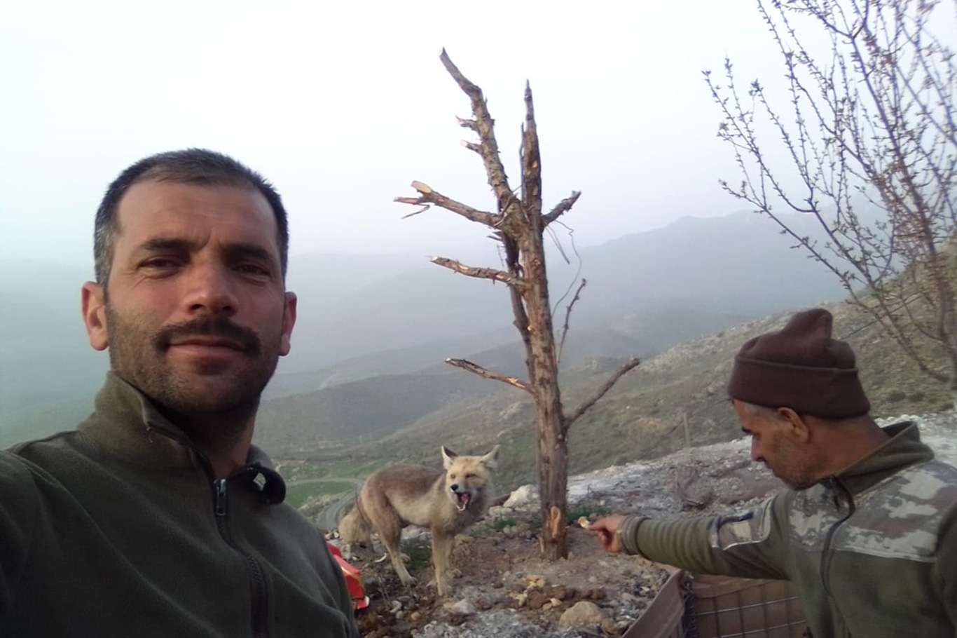 İftar vaktinde gelen tilki köylülerle birlikte yemek yiyor