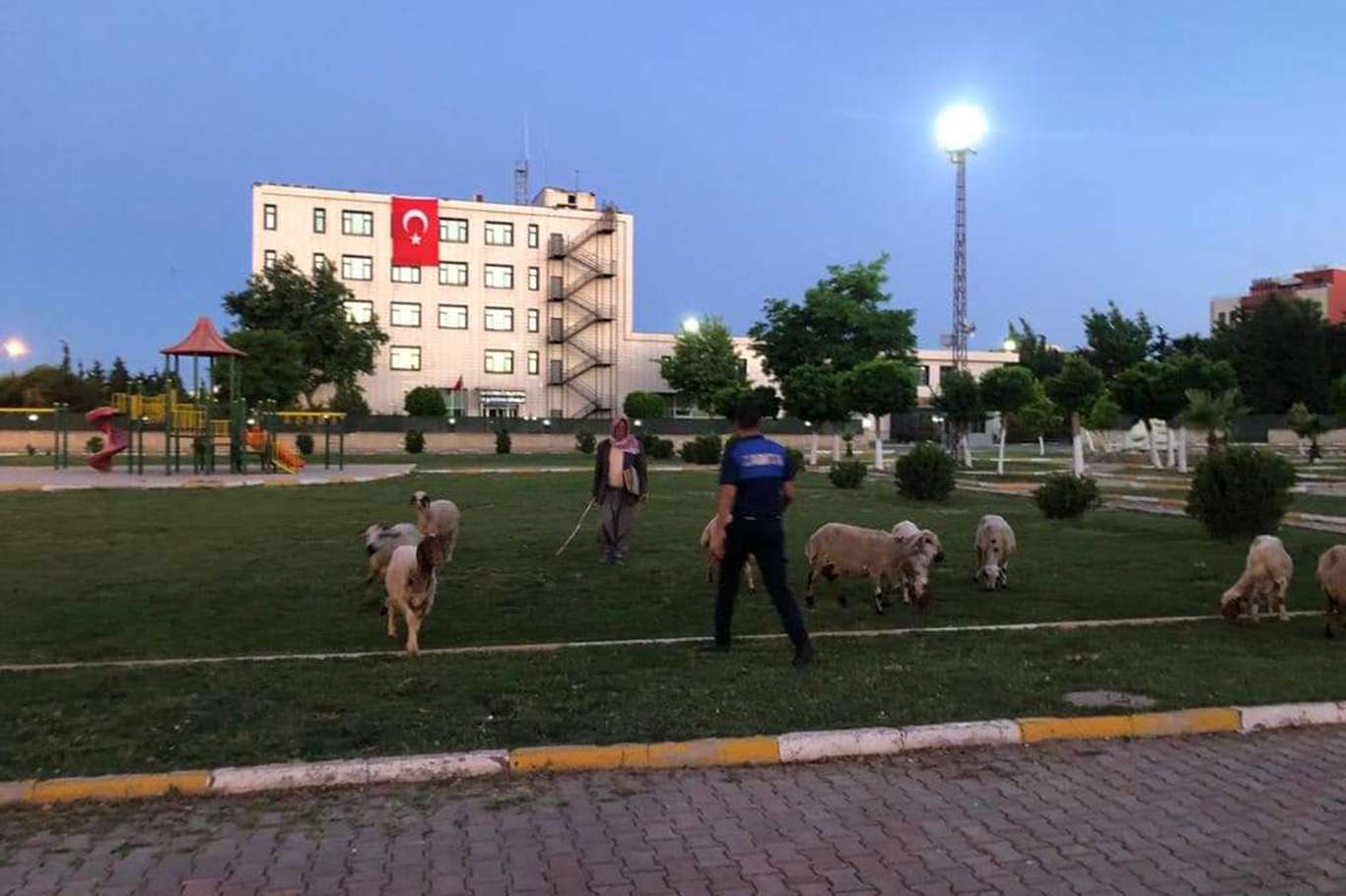 Şanlıurfa'da parklarda hayvan otlatanlara cezai işlem