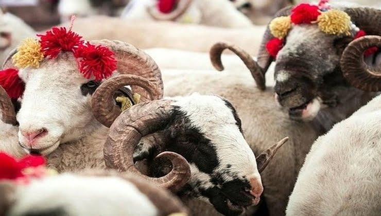 Altun: Tüm Müslümanlar “kurban” kesmeye gayret etmelidir