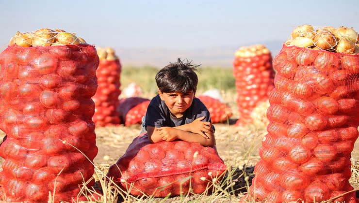 Mevsimlik işçilikte yeni bir uygulamaya geçiliyor