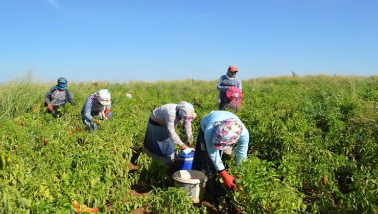 İLKHA Mevsimlik tarım işçileri yevmiyelerine zam istiyor'
