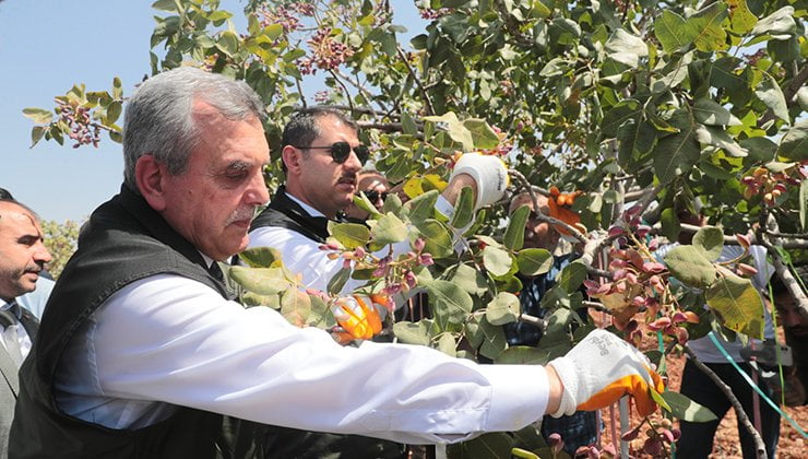 Beyazgül: Fıstığın yüzde 50’sini tek başına Şanlıurfa üretiyor