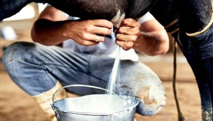 Çiğ süte zam! Yeni tavsiye satış fiyatı belli oldu