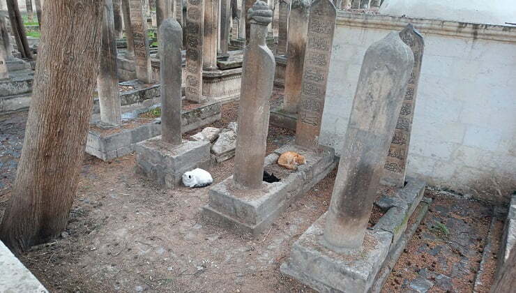 Urfa'daki Sokak kedileri soğukla mücadele ediyor