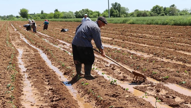 Urfalı çiftçiler dikkat! ÇKS başvurularında son gün