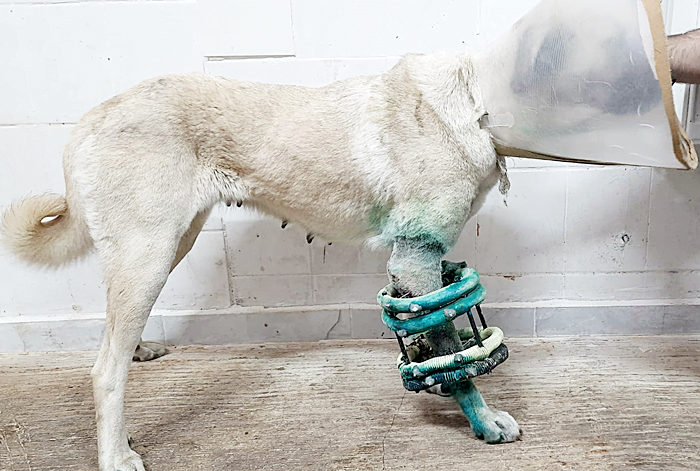 Urfa’da köpeklerin uzun kemik kırıklarına yeni çalışma