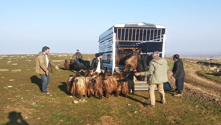 Urfa’da çalınan küçükbaş hayvanlar sahibine teslim edildi