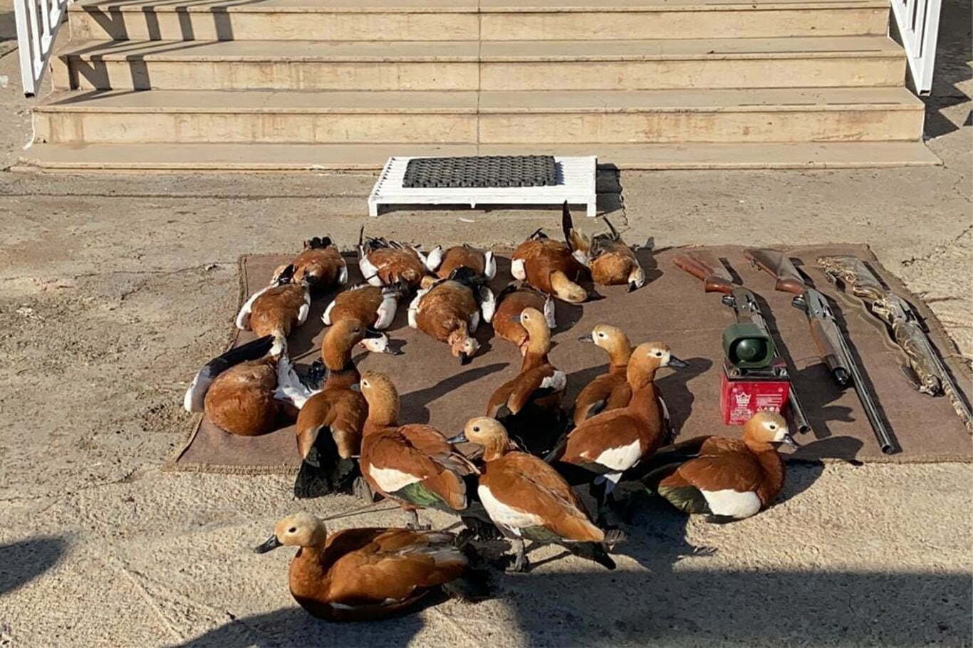 Urfa'da kaçak kuş avlayanlara ceza kesildi