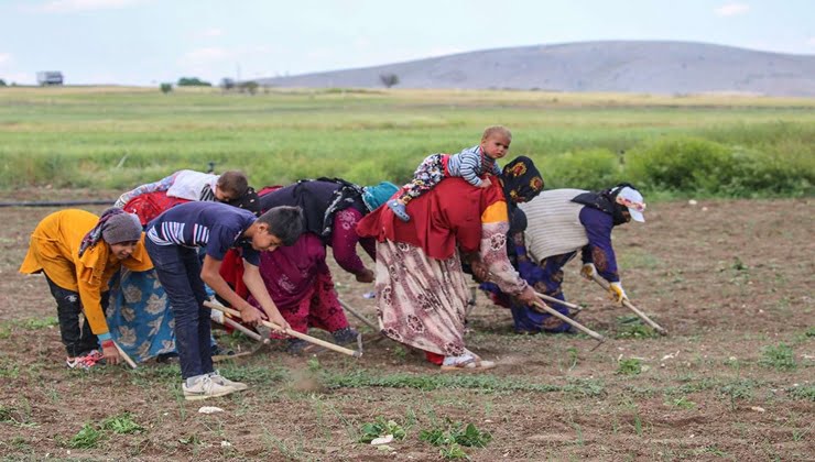 Tarımsal girdi fiyat endeksi yıllık arttı