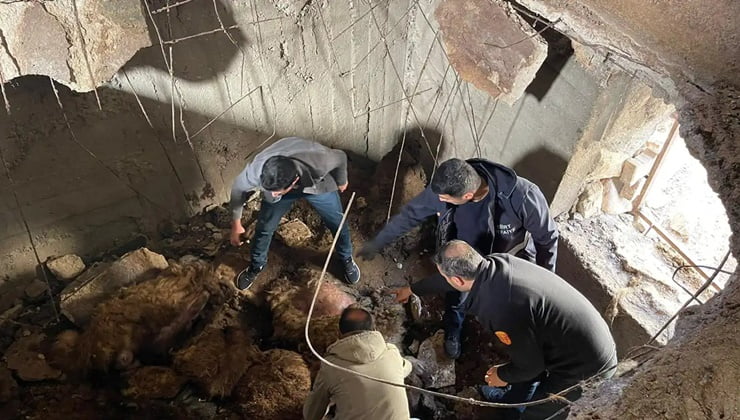 Çöken ahırda 12 koyun telef oldu