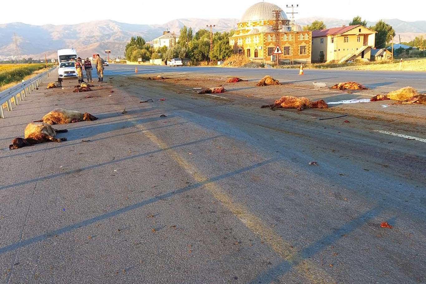 20 koyun otomobilin çarpması sonucu telef oldu