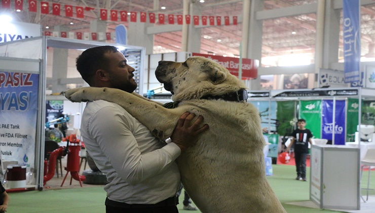 Şanlıurfa'da Gureğh köpeği ilgi gördü