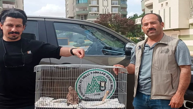 Bitkin haldeki kerkenez koruma altına alındı