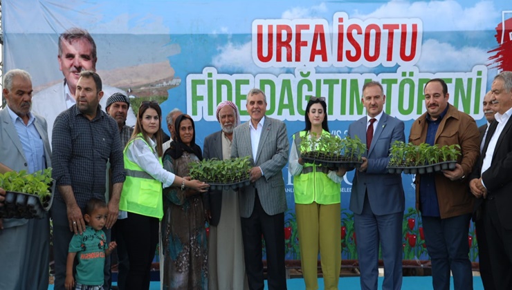 Şanlıurfa'da 1 milyon isot fidesi toprakla buluştu