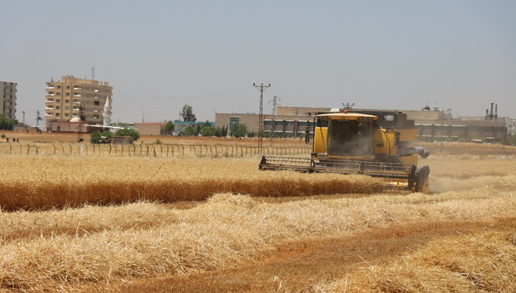Urfa'da buğday hasadı bu sene farklı başladı