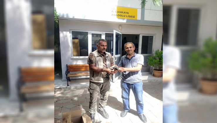 Şanlıurfa'da bitkin halde bulunan Leş Kargası korumaya alındı