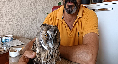 Şanlıurfa'da bitkin halde bulunan kulaklı orman baykuşu koruma altına alındı