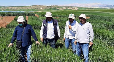 Şanlıurfa'da kuraklığa karşı buğday çeşidi geliştirildi
