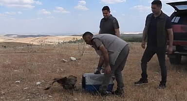 Tedavisi tamamlanan Gökdoğan kuşu doğaya bırakıldı