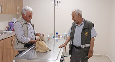 Şanlıurfa'da yaralı halde bulunan ceylan yavrusu koruma altına alındı