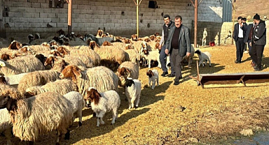 Depremzede çiftçilere küçükbaş hayvan dağıtıldı!