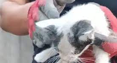 Mahsur kalan kediyi itfaiye kurtardı
