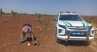Ayağı kırık eniği Jandarma kurtardı