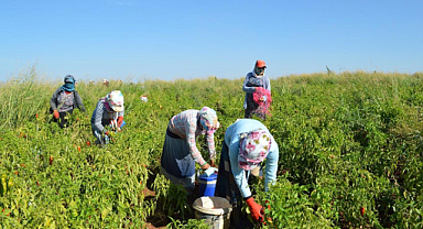 Tarım işçisinden acı haber!