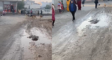 Akçakale'de öğrencilerin başı köpeklerle dertte!