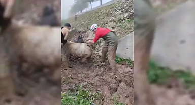 Balçıkta mahsur kalan küçükbaş hayvanlar kurtarıldı