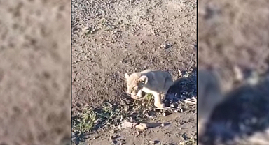 Şanlıurfa'da aslan yavrusu görüldü!