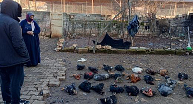 Hilvan'da başıboş köpekler 30 hayvanı telef etti