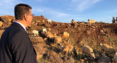 Urfa'ya has Suruç koyunu koruma altına alındı