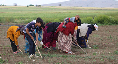 Mevsimlik tarım işçileri yine siyasetin gündeminde! Mecburiyet mi, tatil mi?