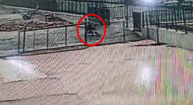 Şanlıurfa'da sokak köpeği dehşeti!