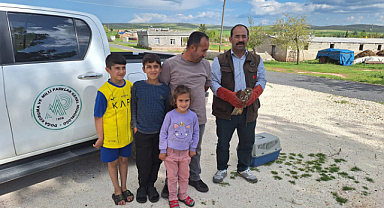 Şanlıurfa'da kızıl Şahin bulundu