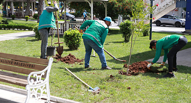 Haliliye Belediyesi ile parklar ağaçlandiriliyor