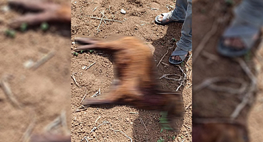 Şanlıurfa'da başıboş köpek saldırısı