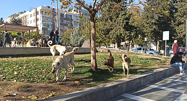 Şanlıurfa'da başıboş sokak köpekleri toplanılıyor