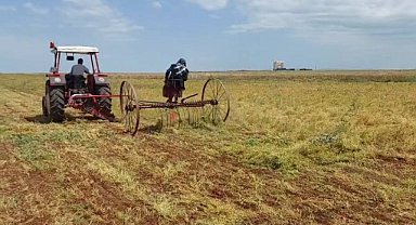 Şanlıurfa'da mercimek hasadı başladı