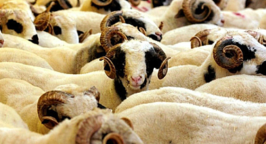Fetva kurulu açıkladı! Kimler kurban kesmekle mükelleftir?