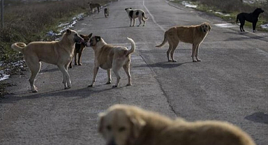 Hastalıklı köpekleri taşıyan kadın hakkında karar çıktı!