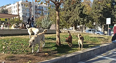 Şanlıurfa'da başıboş köpek saldırısı: 1 yaralı