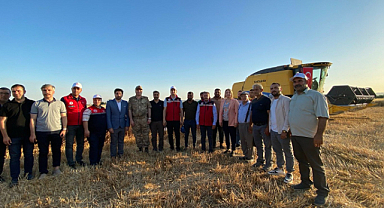 Şanlıurfa'da buğday hasadı yapıldı