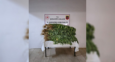 418 kök kenevir bitkisi ele geçirildi