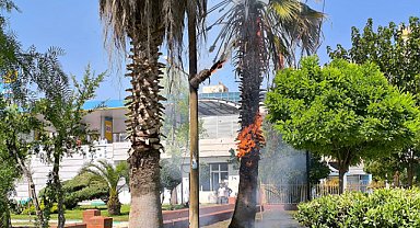 Alev alan elektrik direği ağacı da yaktı