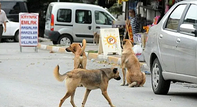 Başıboş sokak köpekleri teklifi komisyondan geçti