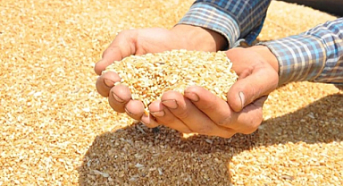 Tarım Mahsulleri Ofisi arpa buğday alımına başladı
