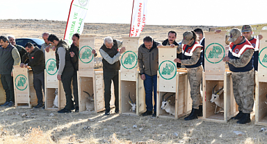 Şanlıurfa'da 30 ceylan doğaya salındı